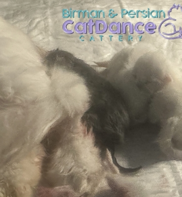 Gatitos persa de increíble linaje francés para reserva